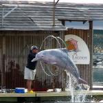 Pink Dolphin Show, Sentosa, Singapore