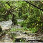 Forest in the river (Guizhou province)