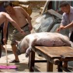 Schlachttag (Datang, Prefecture Qian Dong Nan, Guizhou province)