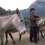 Unloading the mules at Dharapuri (7,700'), Nepal.