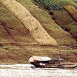 The rich vegetation along the river.