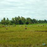 The last Tribes of Mindanao, the Maguindanaons, people of the flood plains. 