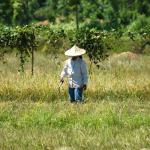 The Last Tribes of Mindanao, The Tausug, People of the Current.