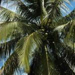 The Last Tribes of Mindanao, the Higaonon, people of the living mountains 