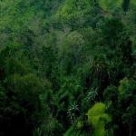 The Last Tribes of Mindanao, the Higaonon, people of the living mountains 