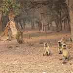 We saw plenty of monkeys but no tigers.