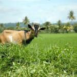 Mindanao, Mores & Myths