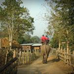 Tourist's exciting trip on elephant back 
