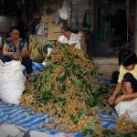 Longan is a fruit product that money for people here
