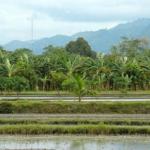 Koronadal city, rice paddy