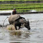 Green & Graphic Getaways, farmer and carabao