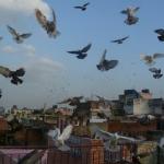 Pigeons 
