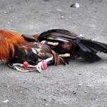 Sabong, “The Sport of Kings”