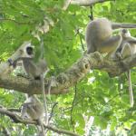 Lazy Langurs