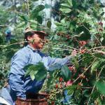 Bedugul, Bali (Indonesia) Harvesting Arabica coffee, on the hills overlooking Lake Tambeling