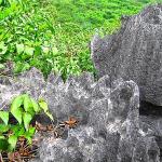 Climbing razor-sharp limestone karst, vestiges of ancient coral reefs, requires leather gloves.