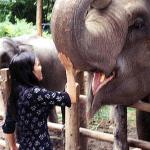 At the Elephant Nature Park, Lek spends a good few hours feeding the elephants, which line up like pigs at a trough.