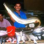 Friendly fishmonger, Malacca.