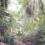 Jungle near Merang