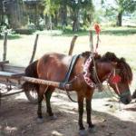 A Kratie pony enjoys a moment of rest before doing some heavy hauling.