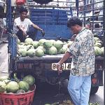 The supplies arrive constantly for the day-market at Ranong Road. If the stores begin to thin out too early in the day they just get replenished.