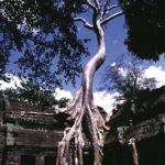 Ancient tree growing in the ruins.