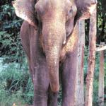 Adult elephant