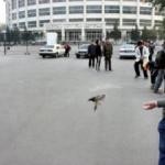 The bird returns to the master's hands.