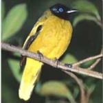 One of the many birds found in Fraser's Hill