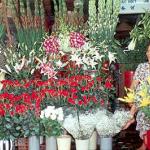 A colourful flower stall at An Dong, Cholon.