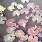 Lotus Flowers. Sukhothai, Thailand.