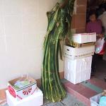 Large pandan leaves, about 5 ft in length, are cut to size and used instead of bamboo leaves.