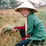 A young woman uses a sickle to harvest the stalks in the now dry field.