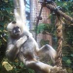 White-handed gibbons [seen here in an Australian zoo] distinguish themselves by swinging from branch to branch rather than jumping like the langurs.