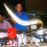 A Malay fishmonger displays his wares.