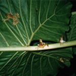 Little Froggies in the Dark
