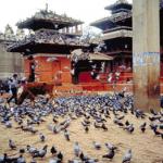 Durbar Square, Kathmandu. It is easy to become over whelmed by the variety and number of temples and shrines in the ancient royal complex.