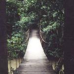 Khao Yai National Park, Thailand. On one of Khao Yai's many trails, leech-infested during the rainy season, are these faith-requiring rope bridges.