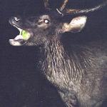 Khao Yai National Park, Thailand. Two sambar deer, one buck and one doe, had walked right up to the patio. They were exceedingly tame: we fed them fruit and vegetables from our hands - tomatoes, cucumbers, even a softball-sized rubbery-shelled guava.