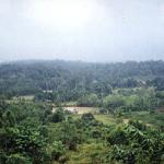 Khao Yai National Park, Thailand. It is through beautiful valleys such as this that an explosion of Khao Yai's famous hornbills often appears.
