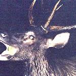 Sambar Deer Grappling With a Guava. Khao Yai National Park, Thailand.