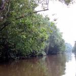 The longest river in Sabah, the Kinabatangan River is also the route Chinese traders used in search of the highly priced bird nests, shark's fins and pearls.