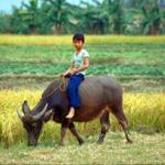 Boy on Buffalo. Vietnam.