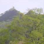 If you look carefully, you can make out the shape of the ears from behind the trees.