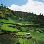 A lush, green terraced hillside