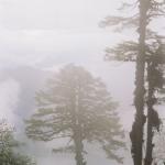Fog shrouded trees on a misty day
