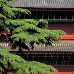 A tree, a buildingSometimes nature needs no helpBeauty just happensLocated in the Tokyo garden district of Shiba, Zojoji Temple was originally built by the Tokugawa Shogunate, who ruled from the 17th to the 19th centuries. Along with many national treasures, ancient scrolls, and historical monuments, Zojoji Temple still houses the Tokugawa family mausoleum and features an enormous cedar tree, a gift from President Ulysses S. Grant, who planted it while on a visit to Japan in 1879.