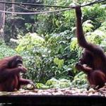 Orang Utans at the Sepilok Rehabilitation Center