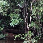 Pockets of swamps along the tributaries of Kinabatangan River.