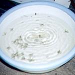 Chiang Mai, Thailand. Thais have devised an environmentally safe way of bringing swarming termites to their doom: place a tub of water under a light source, and the termites head to it like Bedouins to an oasis. The ripples shown here are caused by one particularly large termite trying to free itself from the ballast of its sodden wings.